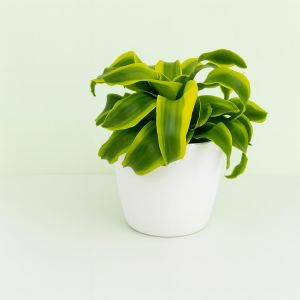 Dracaena little lime twisted Studio Studio