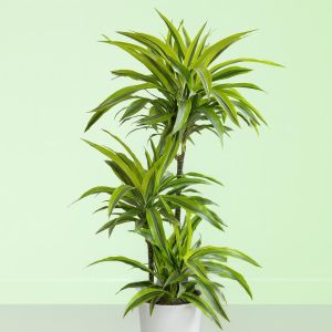 dracaena lemon lime v2 Studio