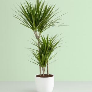Dracaena marginata Studio