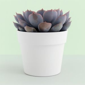 Echeveria Orion 10 Studio Studio