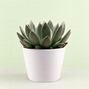 Echeveria spica Studio Studio