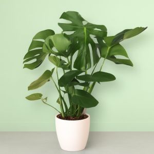 Monstera deliciosa Studio