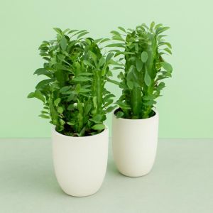 Euphorbia trigona Studio