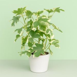 Fatshedera lizei Variegata Studio