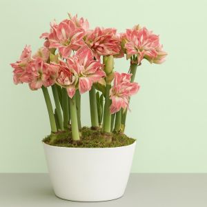 Amaryllis Pretty Nymph Studio