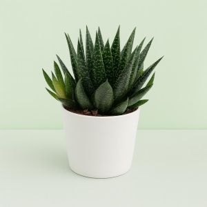 Gasteria d'due 10 Studio