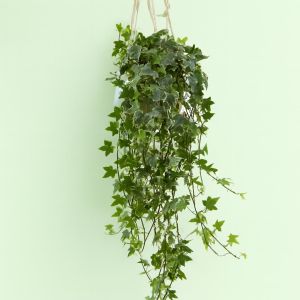 Hedera helix als Esther Studio