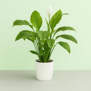 Spatiphyllum visions1 Studio