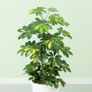 Schefflera arboricola Gold Capell Studio