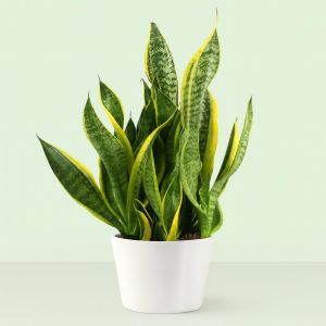 Sansevieria Futura Superba   hoogte55 60 Studio