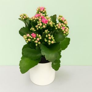 kalanchoe blossfeldiana pink.JPG Studio
