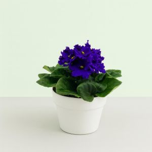 Saintpaulia Blue v2 Studio