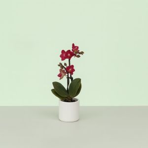 Phalaenopsis mini Rood Studio