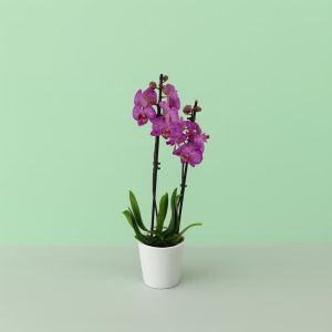 Phalaenopsis Purple stripe Studio