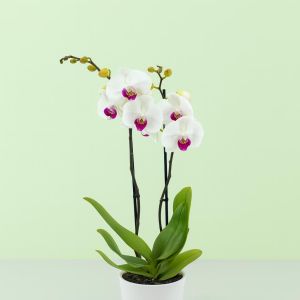 Phalaenopsis white with red heart Studio