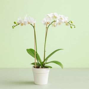 Phaleanopsis white 7 Studio