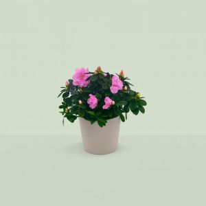 Rhododendron Simsii Light Pink 13 cm pot Studio