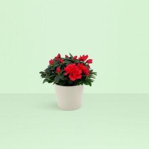 Rhododendron Simsii Red 13 cm pot Studio