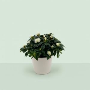 Rhododendron Simsii White 13 cm pot Studio