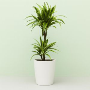 Dracaena Lemon Lime Studio V3