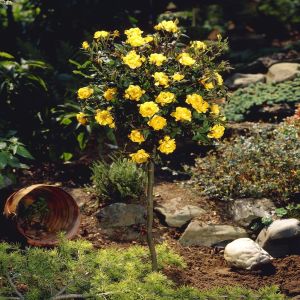 visi37374 Als Rosa Rugul Golden Penny