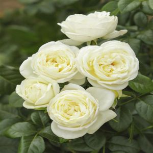 Rosa Tea hybrid  solo