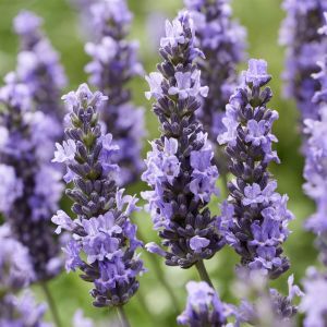 Lavandula intermedial Sensational