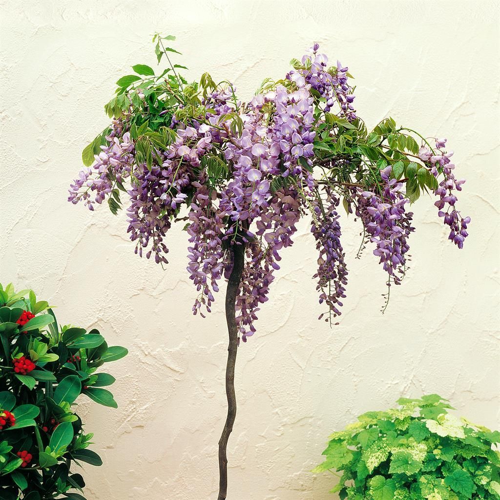 Tuinplanten aanbieding voordelig kopen bij TuinFlora.com
