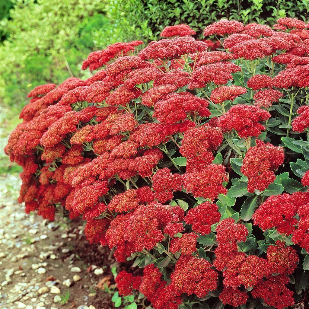 buganvilias plant Buy Bougainvillea Variegated Plant online at best price main image 0