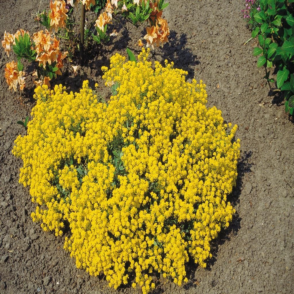 olivenbaum grohandel Olivenbaum kaufen | Olea europaea