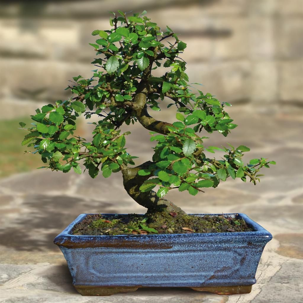 Buitenbonsai Chinese iep in S-vorm