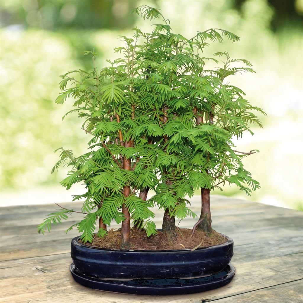 Bonsai Food Fertiliser - Vloeibare geconcentreerde meststof voor Bonsai bomen 100 ml - Snelle