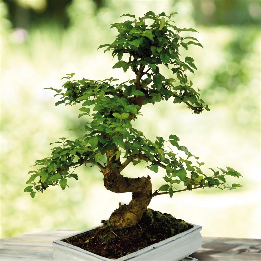 kunst bonsai gro Kopu Kunstpflanze Bonsai 65 cm  im schwarzen Topf  Bonsai-Baum  kopu