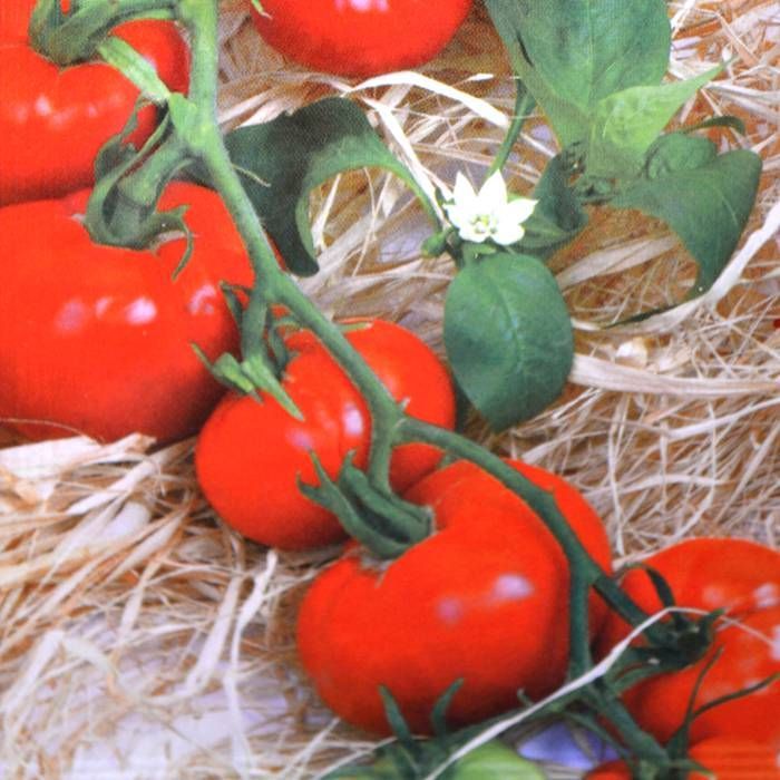 Welvarend pols Opheldering Tomaten voordelig kopen bij TuinFlora.com
