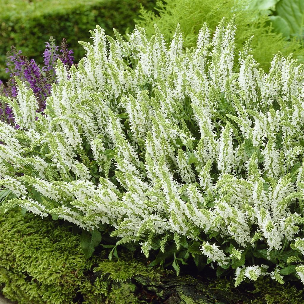 Witte vaste planten voordelig kopen bij TuinFlora.com