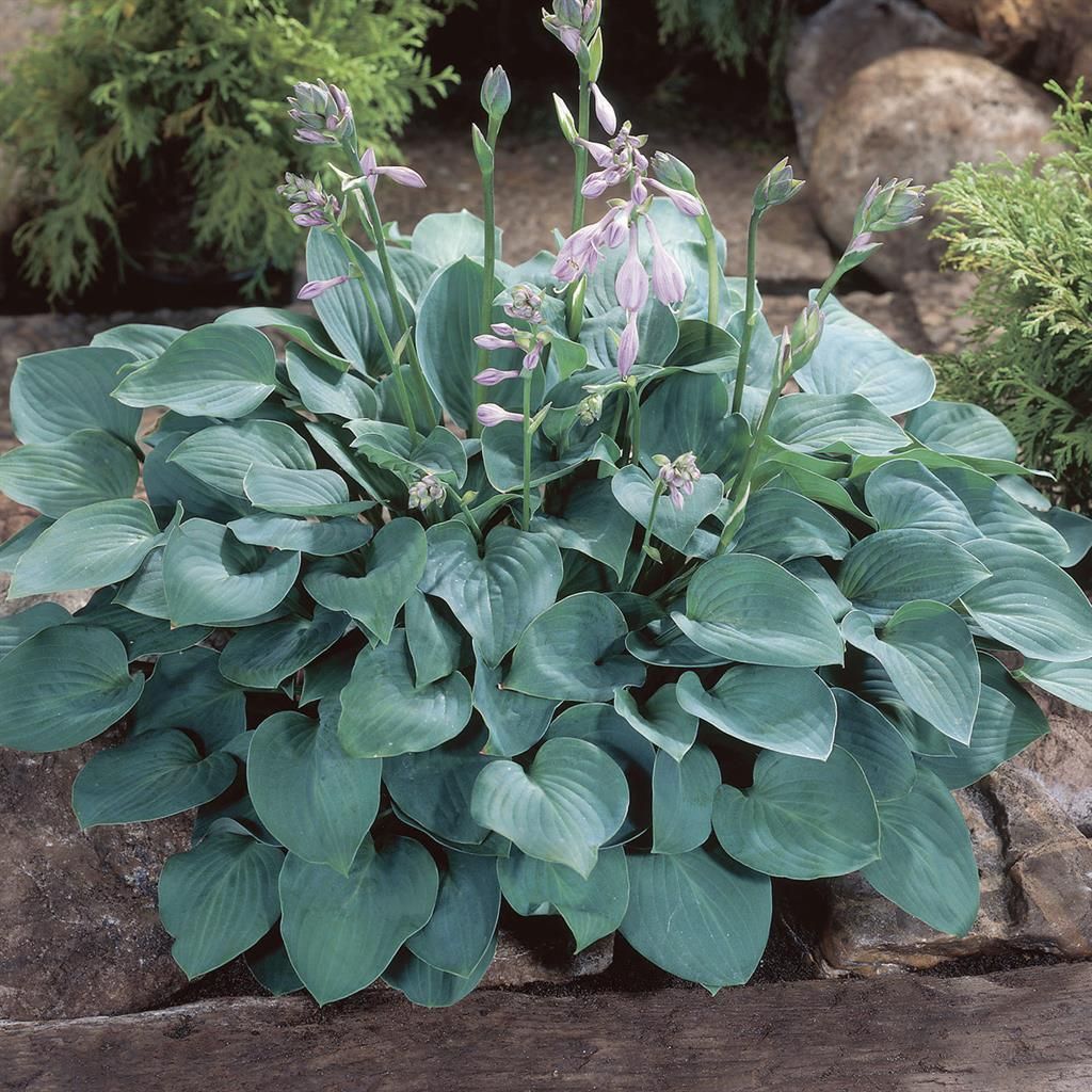 Hosta kopen? Hartlelie | Hosta plant soorten Hosta kopen? Hartlelie | Hosta plant soorten