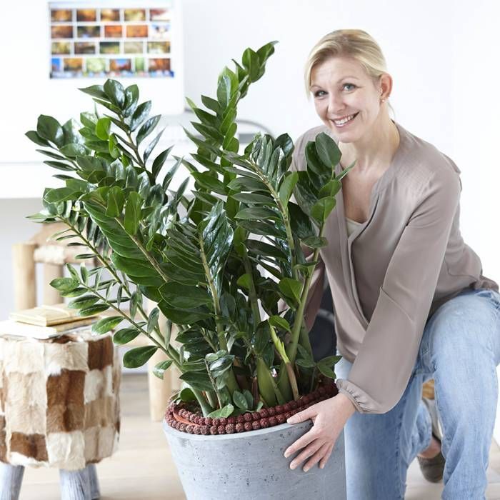 Grote kamerplanten voordelig kopen TuinFlora.com